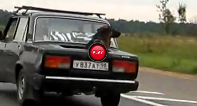  Video: It’s a Dog's World in Russia