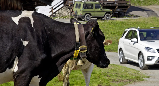  Mad (Cow) Science: How Canadians Plan to Turn High-Risk Proteins into Bio-Plastic