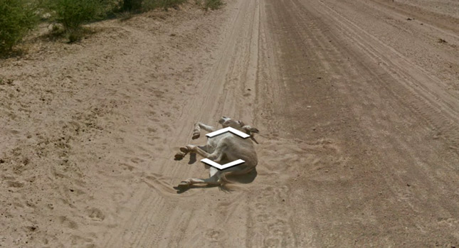  Google Shot the Street View, But Did it Kill this Donkey in Botswana?