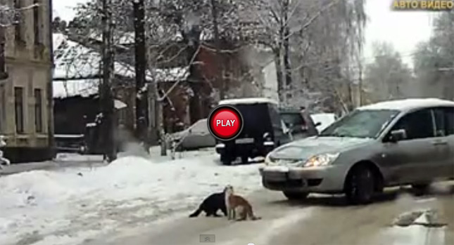  In Russia, Even Cats Stand Their Ground on the Road…