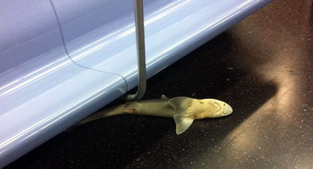  Sharksubway! Little Jaws Found in New York Train