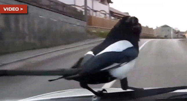  Very Smart Bird Discovers the Perks of Hitchhiking