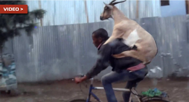  Have You Ever Seen a Goat Piggybacking a Man Riding a Bicycle?