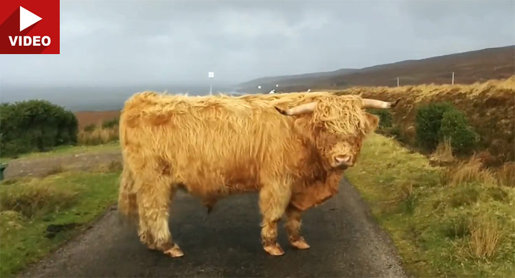  Shaggy, the Ginger Bull, Doesn’t Give Two Hoots About Your Car