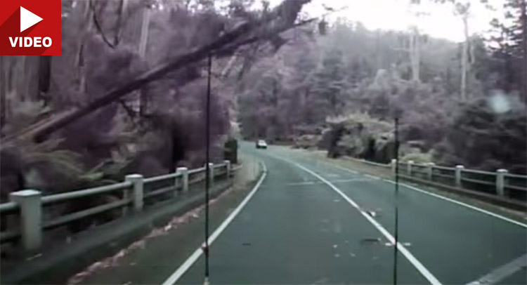  It’s Raining Trees on Aussie Road