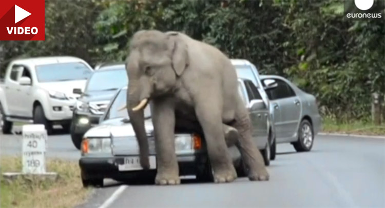  Elephant with Itchy Butt Damages Cars in Thailand