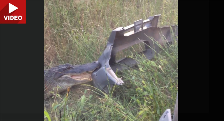  Truck Is No Match For Pissed Off Alligator