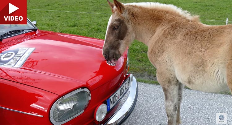  Horse Shows Some Love To Classic VW Type 4