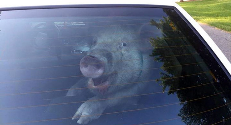  Meme This: Pig Smiles At Camera After Relieving Itself In Cop Car!