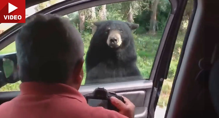  Curious Bear Opens Car Door In Yellowstone Park, Tests Dad’s Strength