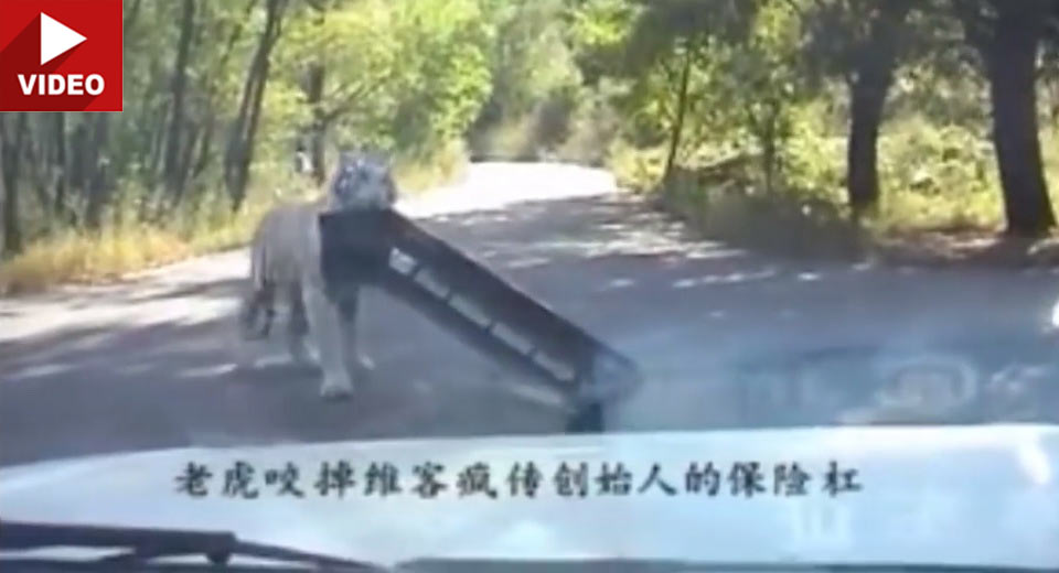  Siberian Tiger Meets VW Jetta, Thinks It’s A Chew Toy