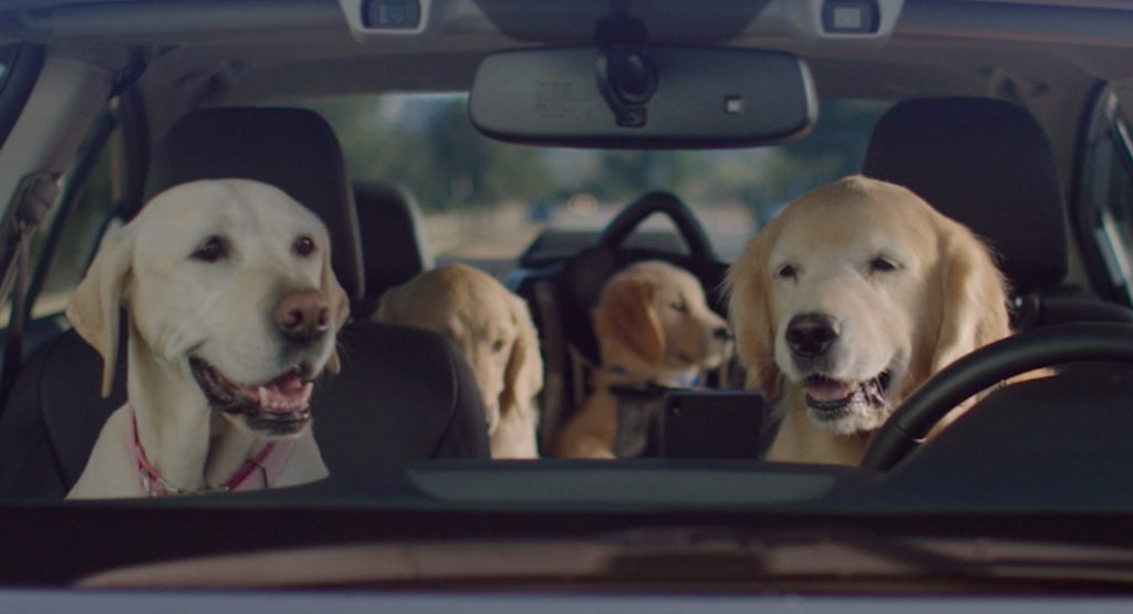  Man Breaks Car Window To Save Dogs From Heat, Gets Ticket For Not Waiting A Bit Longer