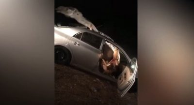 Camel Trapped In Car After Head-On Crash, Both It And Driver Are OK ...