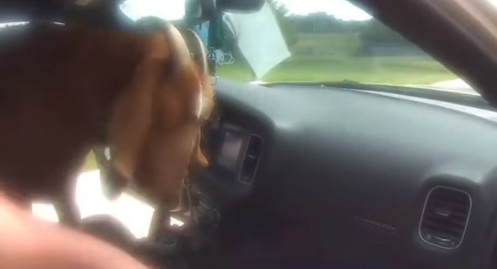  Talk About GOAT Mode: Furry Vandal Jumps Into Police Car And Starts Eating Paperwork