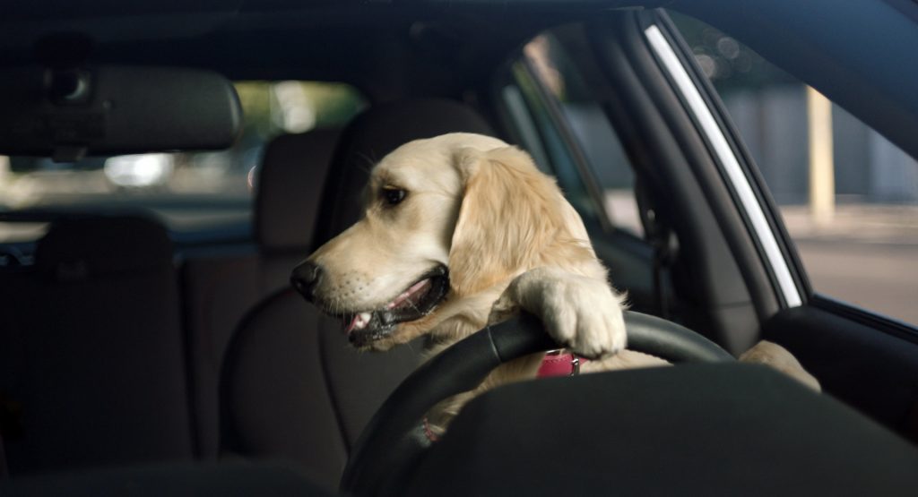  Grand Theft Doggo: Pug Accidentally Crashes Van Into Ditch