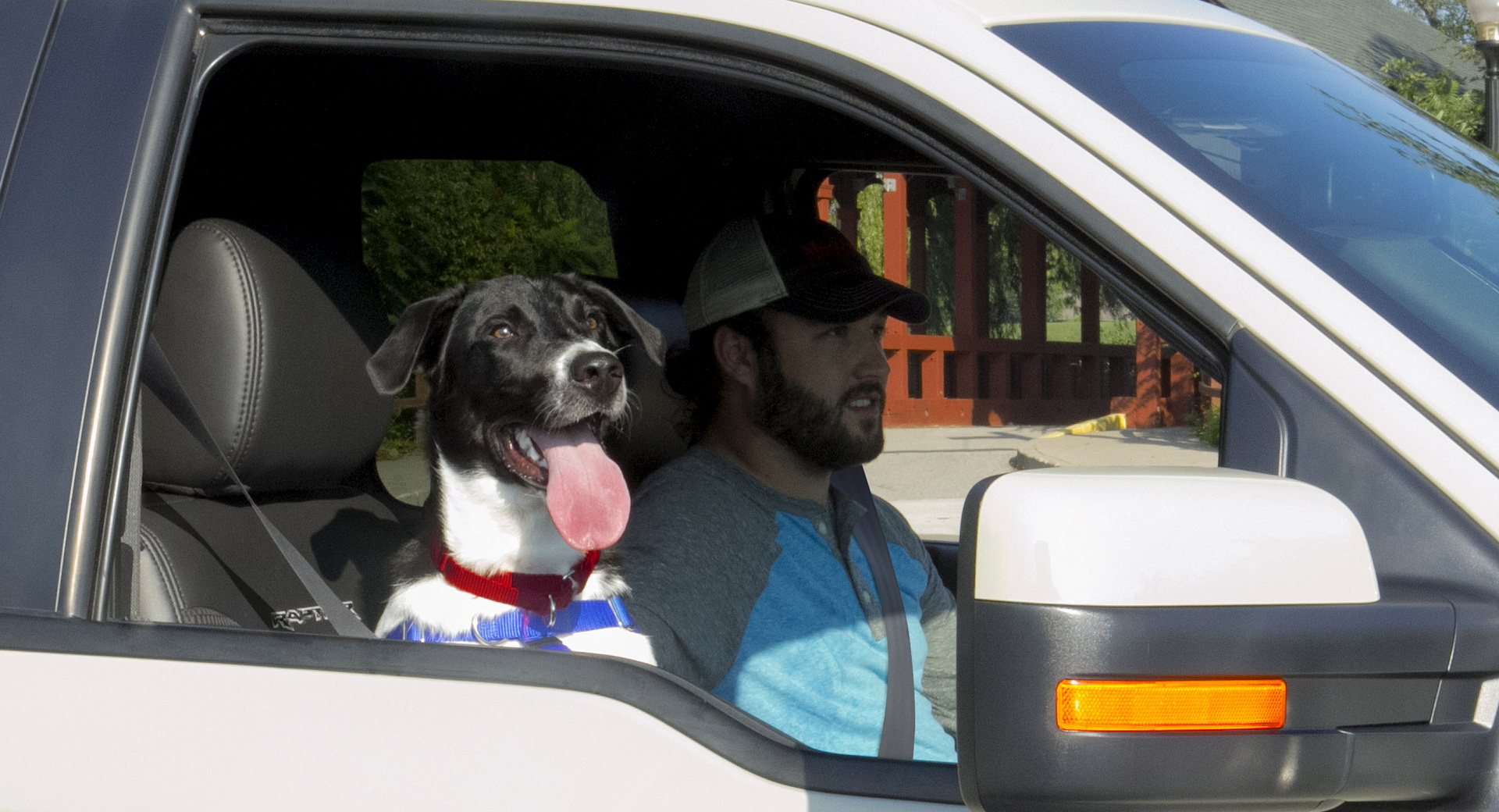 Dog in outlet pickup truck