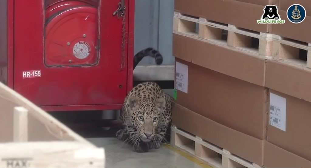  Wild Leopard Strays Into Mercedes Factory In India, Prompting A 6-Hour-Long Shutdown