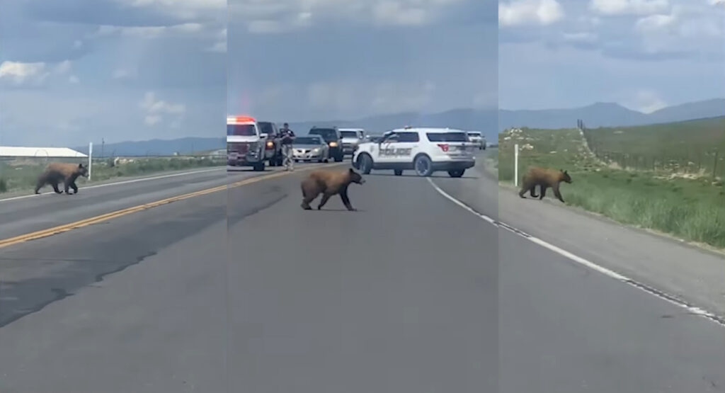  Utah Police Shuts Down Roadway To Allow Wandering Bear To Cross Over