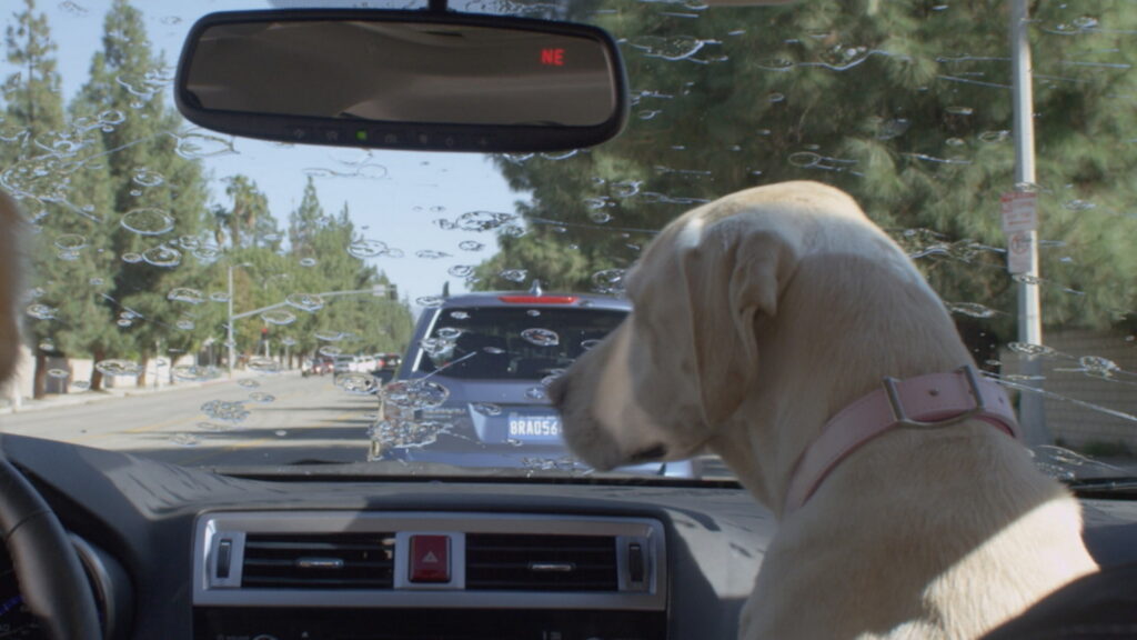  Colorado Driver Switches Seats With Dog To Avoid DUI Arrest, Somehow Fails To Convince Cops