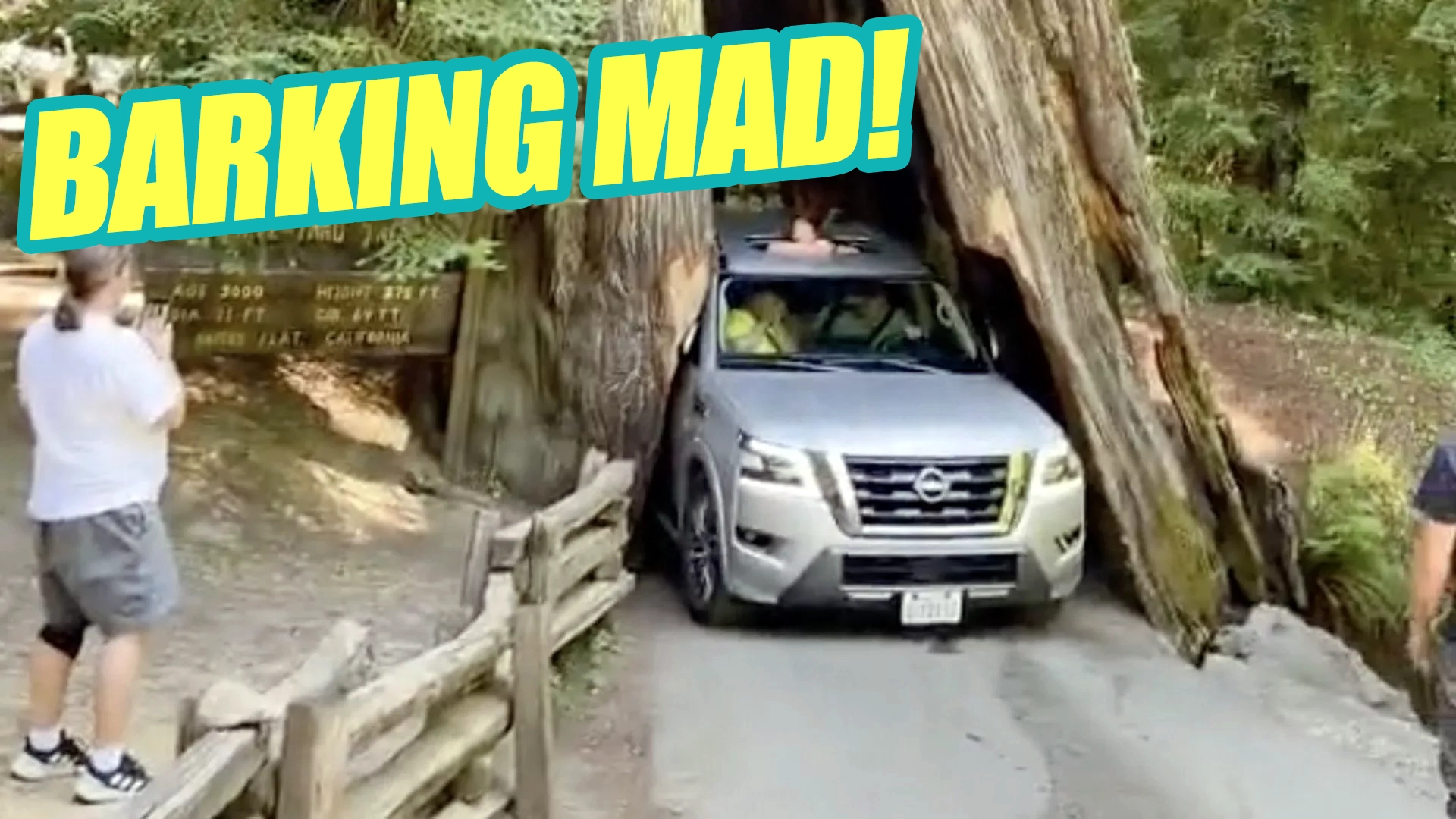 Man Damages 2,500-Year-Old Tree By Driving Nissan Armada 