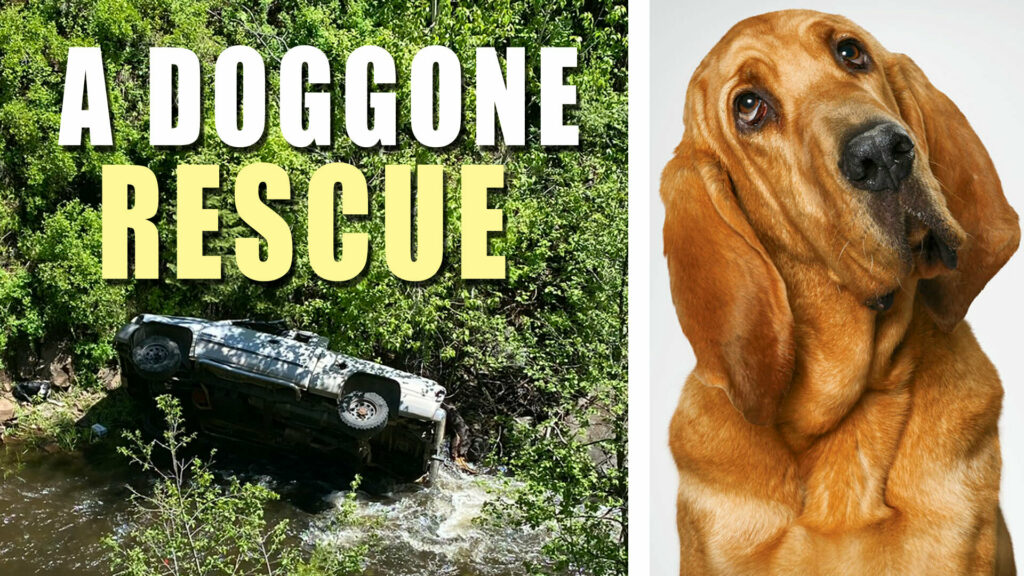  Dog Treks 4 Miles To Get Help After Owner Crashes Truck Off A Cliff