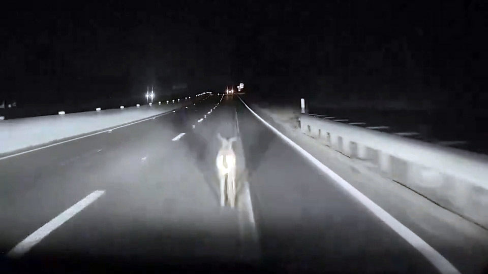  Tesla’s FSD Fails To Detect Deer On The Road, Doesn’t Even Slow After Impact