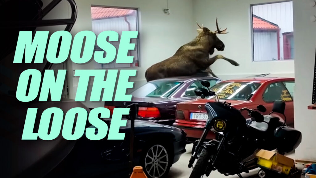  Moose Crashes BMW Workshop, Wages War On Restored E31 850i